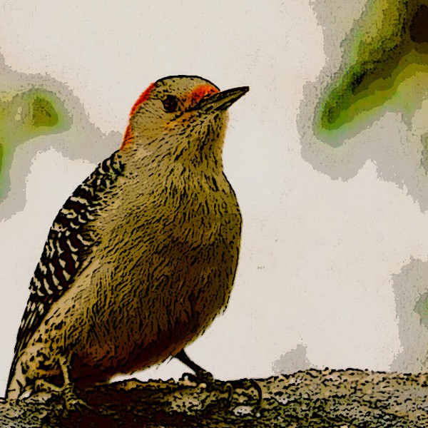 WIP10110-oiseau-gris