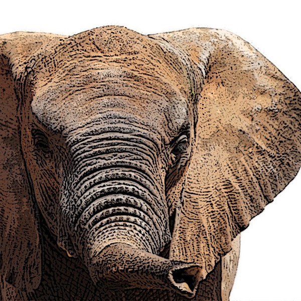 WIP10127-tete-elephant