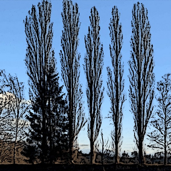 WIP10131-arbres-alignes